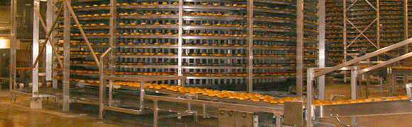 Automated sorting of oranges on conveyor belts in a large facility.
